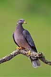 Band-tailed Pigeon